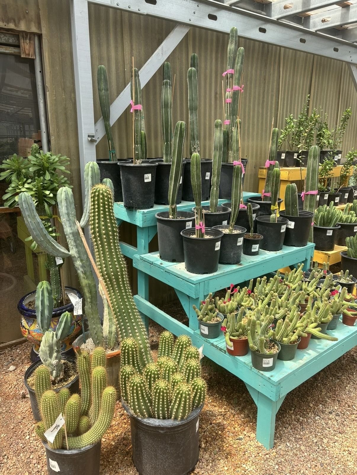Native cactus and succulent plantings