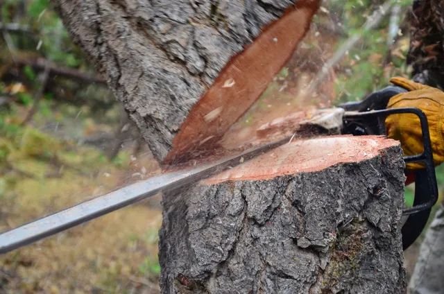 Freshly cut tree logs and branches on the ground