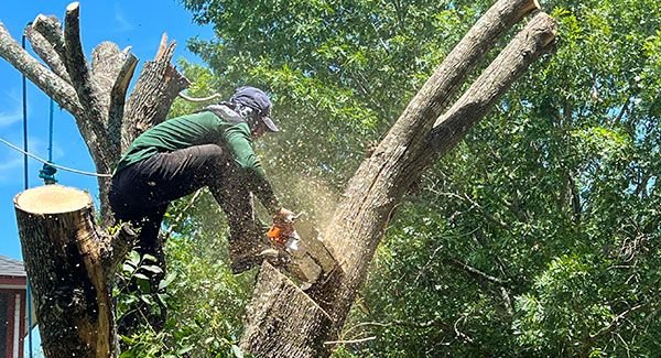 Tree crew member cutting limbs from a tall tree